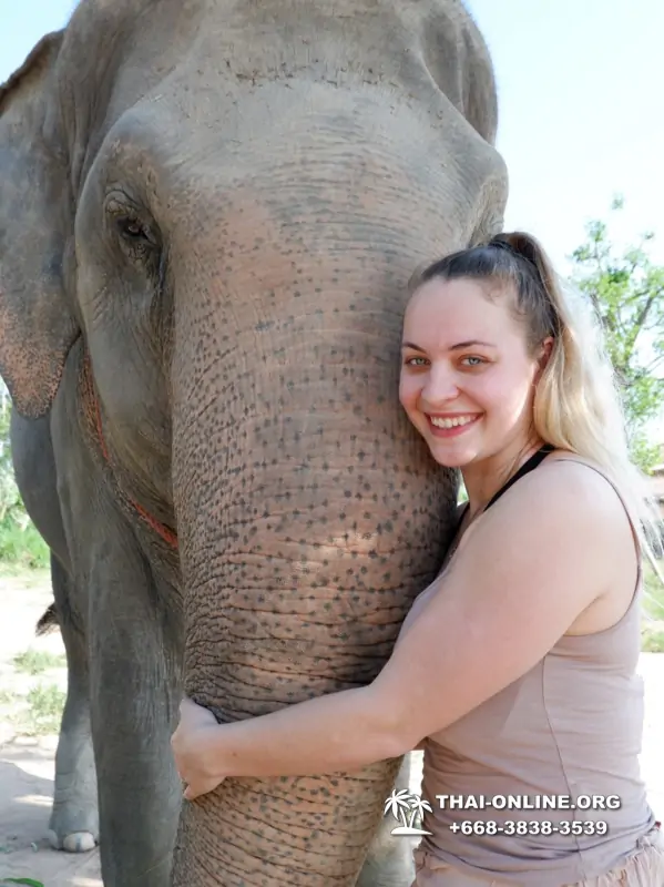 Заповедник слонов Elephant Jungle Sanctuary Pattaya - фото 1023