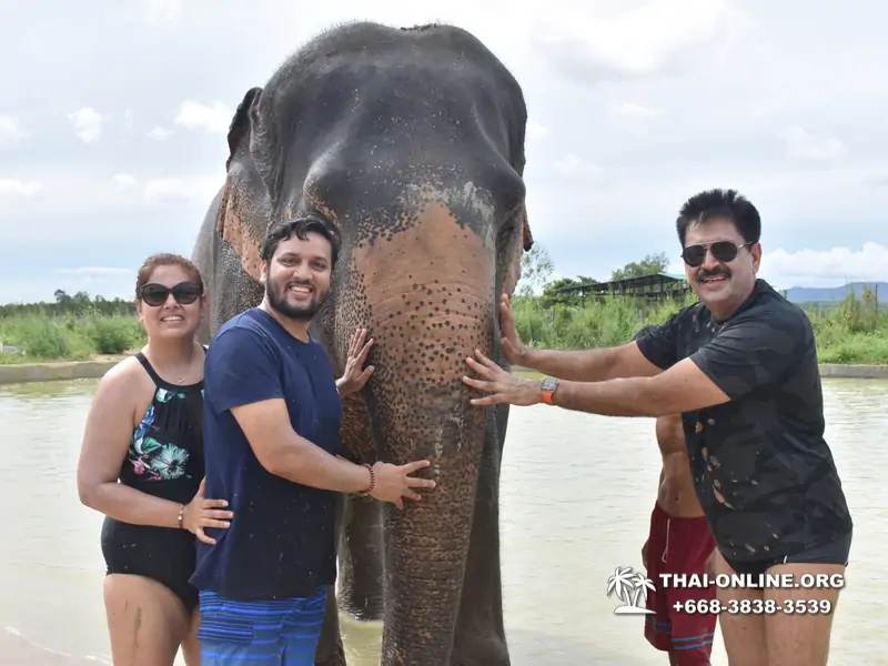 Заповедник слонов Elephant Jungle Sanctuary Pattaya - фото 1053