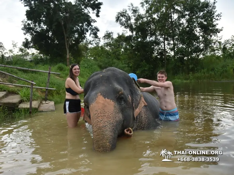 Заповедник слонов Elephant Jungle Sanctuary Pattaya - фото 344