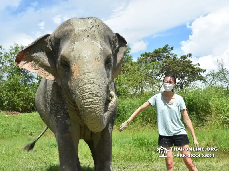 Заповедник слонов Elephant Jungle Sanctuary Pattaya - фото 282