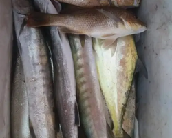 Большая морская рыбалка 7 Countries Паттайя Таиланд Real Fishing 769