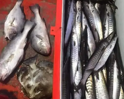 Большая морская рыбалка 7 Countries Паттайя Таиланд Real Fishing 581