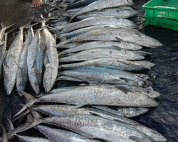 Большая морская рыбалка 7 Countries Паттайя Таиланд Real Fishing 32