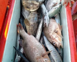 Большая морская рыбалка 7 Countries Паттайя Таиланд Real Fishing 266