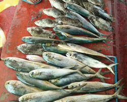 Большая морская рыбалка 7 Countries Паттайя Таиланд Real Fishing 83