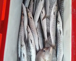 Большая морская рыбалка 7 Countries Паттайя Таиланд Real Fishing 575