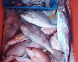 Большая морская рыбалка 7 Countries Паттайя Таиланд Real Fishing 499