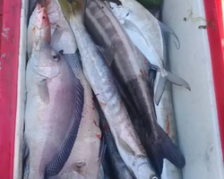 Большая морская рыбалка 7 Countries Паттайя Таиланд Real Fishing 590