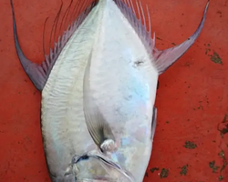 Большая морская рыбалка 7 Countries Паттайя Таиланд Real Fishing 807
