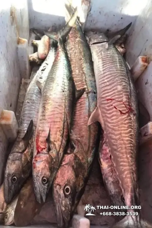 Большая морская рыбалка 7 Countries Паттайя Таиланд Real Fishing 406