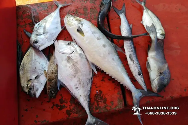 Большая морская рыбалка 7 Countries Паттайя Таиланд Real Fishing 551