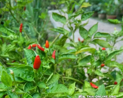 Asian Spicy Garden в Паттайе Таиланде Seven Countries экскурсии 498