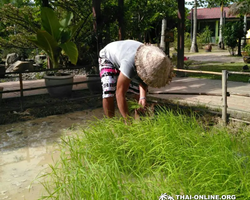 Asian Spicy Garden в Паттайе Таиланде Seven Countries экскурсии 73