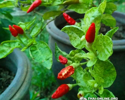 Asian Spicy Garden в Паттайе Таиланде Seven Countries экскурсии 566