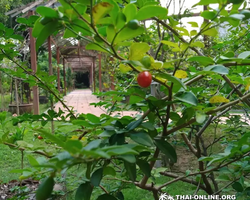 Asian Spicy Garden в Паттайе Таиланде Seven Countries экскурсии 102