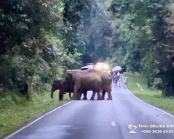 Кхао Яй - Чудесный Край экскурсия Seven Countries Паттайя фото 287