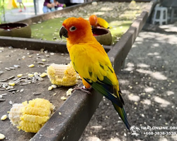 Кхао Яй Чудесный Край турпоездка 7 Tour Online Паттайя фото 321