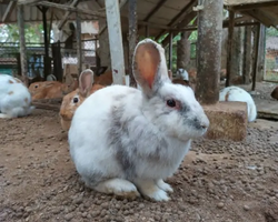 Кхао Яй Чудесный Край турпоездка 7 Tour Online Паттайя фото 320