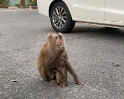 Кхао Яй - Чудесный Край экскурсия 7 Тур Паттайя фото 301
