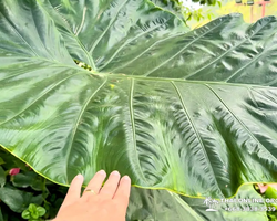 Кхао Яй Чудесный Край турпоездка 7 Tour Online Паттайя фото 323