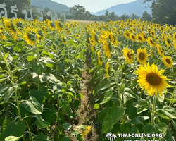 Экскурсия Сияние 2023 в Тайланде с турагентством 7 Стран - фото 4