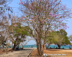 Ко Сичанг остров удачи тур из Паттайи, Таиланд фото 10