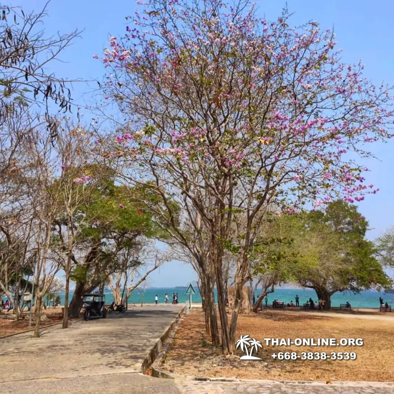 Однодневная экскурсия из Паттайи с туркомпанией Magic Thai Online на остров Ко Си Чанг, Феншуй Тур в Тайланде, островок Китая в Таиланде, именуемый Островом Удачи, островом Цвета Слона - фото 10