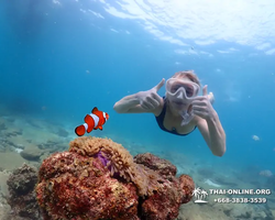 Подводная Одиссея тур Паттайя Тайланд фото 33