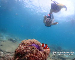 Подводная Одиссея тур Паттайя Тайланд фото 142