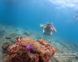 Экскурсия Подводная Одиссея в Паттайе Таиланд фото 51