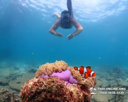 Экскурсия Подводная Одиссея в Паттайе Таиланд фото 58