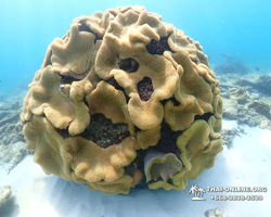 Подводная Одиссея тур Паттайя Тайланд фото 2