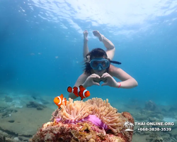 Подводная Одиссея тур Паттайя Тайланд фото 137