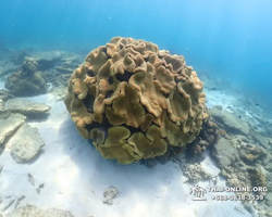 Подводная Одиссея тур Паттайя Тайланд фото 38