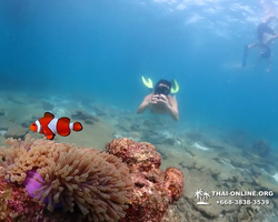 Подводная Одиссея тур Паттайя Тайланд фото 118