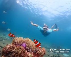 Подводная Одиссея тур Паттайя Тайланд фото 113