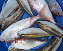 3 чудо Острова Паттайя тур на корабле в Таиланде - фото 185