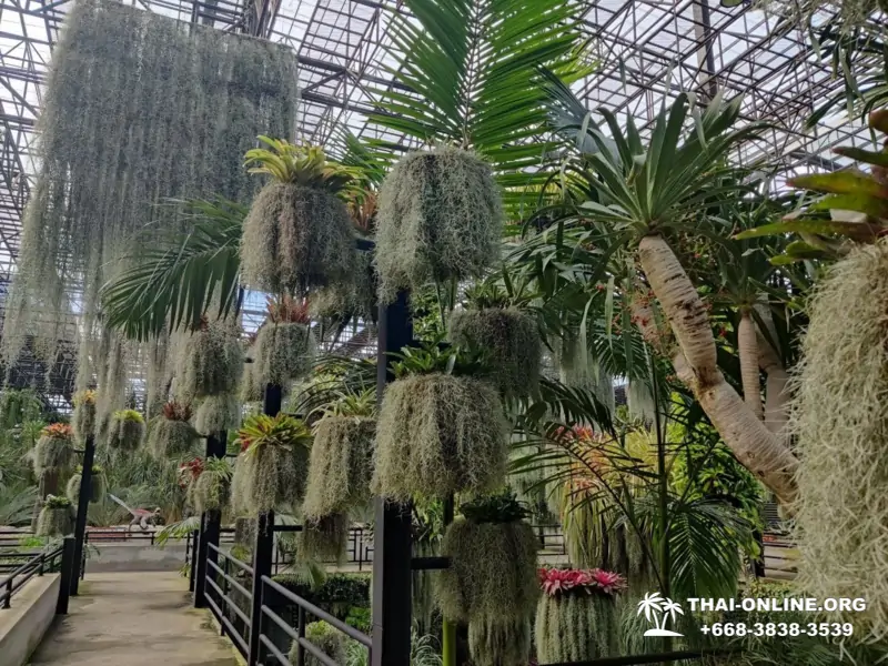 Тропический сад Нонг Нуч экскурсия в Паттайе с туркомпанией Magic Thai Online - фото 20