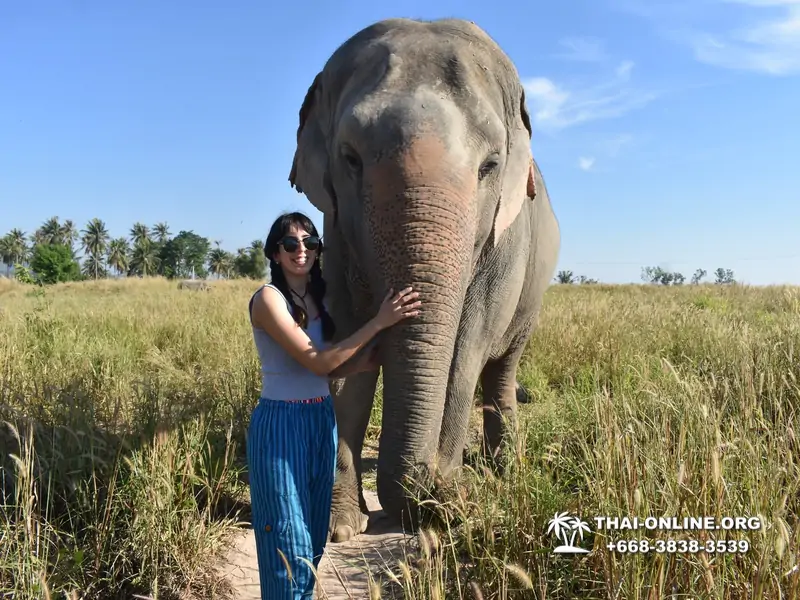Заповедник слонов Elephant Jungle Sanctuary тур в Паттайе по цене выгоднее Klook Travel и Seven Countries - фото 15