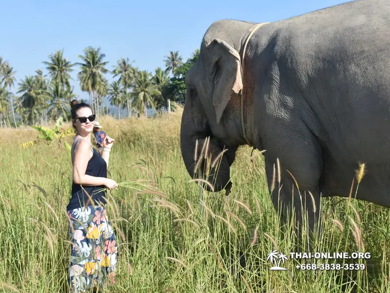 Заповедник слонов Elephant Jungle Sanctuary тур в Паттайе по цене выгоднее Klook Travel и Seven Countries - фото 28