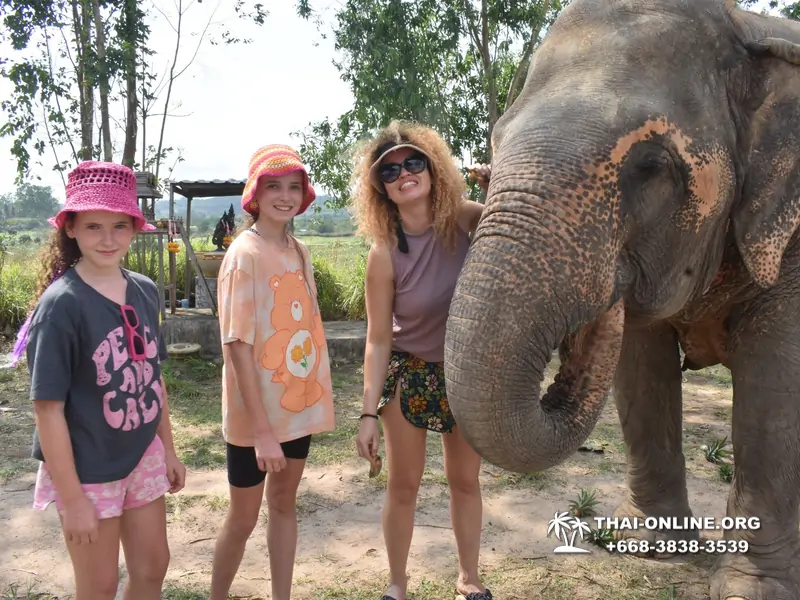 Заповедник слонов Elephant Jungle Sanctuary тур в Паттайе по цене выгоднее Klook Travel и Seven Countries - фото 16