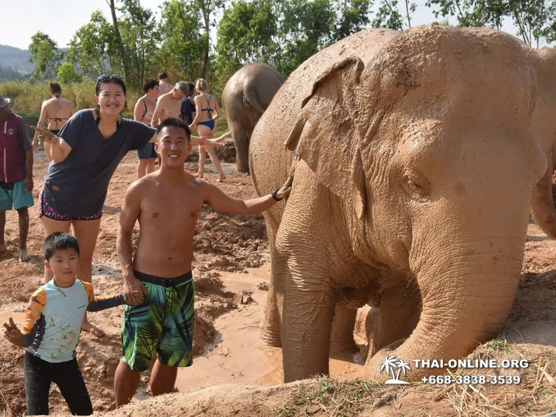 Заповедник слонов Elephant Jungle Sanctuary тур в Паттайе по цене выгоднее Klook Travel и Seven Countries - фото 27