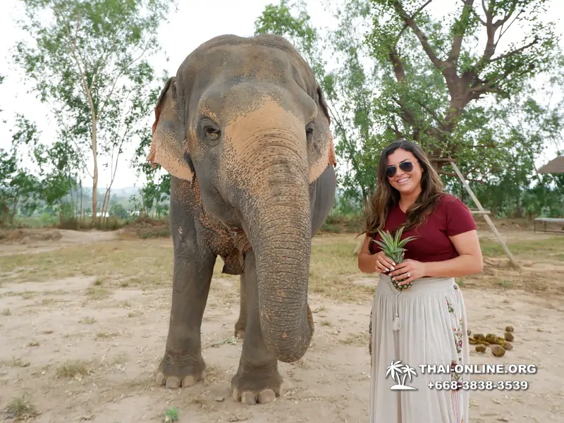 Заповедник слонов Elephant Jungle Sanctuary тур в Паттайе по цене выгоднее Klook Travel и Seven Countries - фото 14