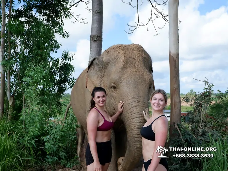 Заповедник слонов Elephant Jungle Sanctuary тур в Паттайе по цене выгоднее Klook Travel и Seven Countries - фото 18