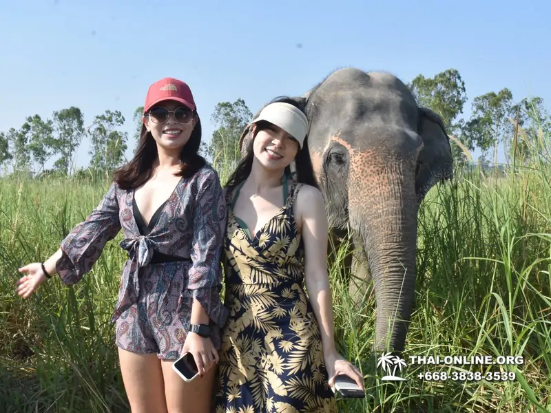 Заповедник слонов Elephant Jungle Sanctuary тур в Паттайе по цене выгоднее Klook Travel и Seven Countries - фото 10
