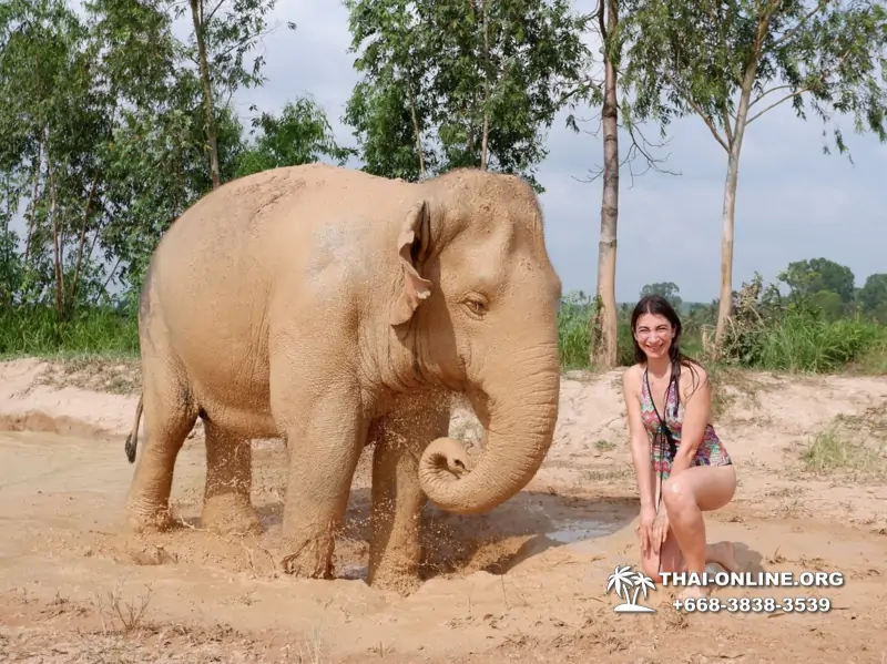 Заповедник слонов Elephant Jungle Sanctuary тур в Паттайе по цене выгоднее Klook Travel и Seven Countries - фото 9
