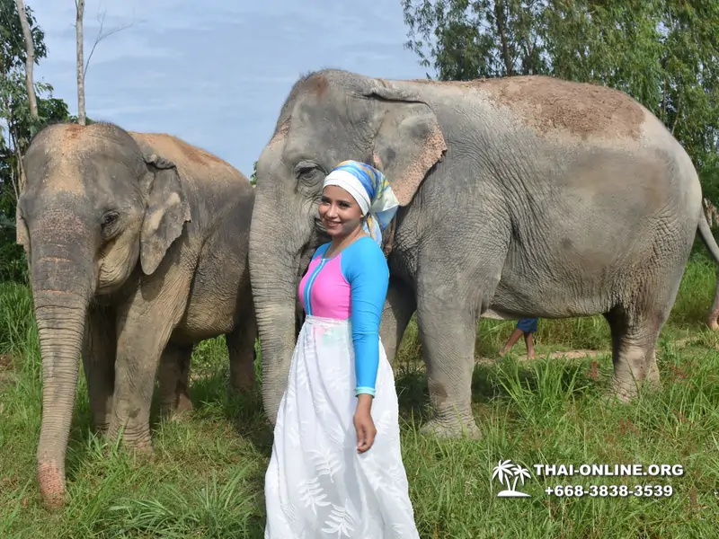 Заповедник слонов Elephant Jungle Sanctuary тур в Паттайе по цене выгоднее Klook Travel и Seven Countries - фото 5