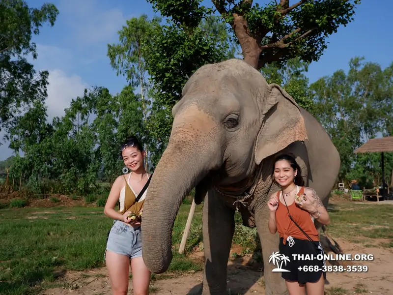 Заповедник слонов Elephant Jungle Sanctuary тур в Паттайе по цене выгоднее Klook Travel и Seven Countries - фото 31