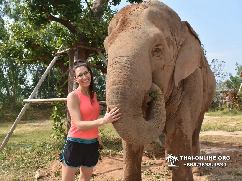 Заповедник слонов Elephant Jungle Sanctuary тур в Паттайе по цене выгоднее Klook Travel и Seven Countries - фото 4