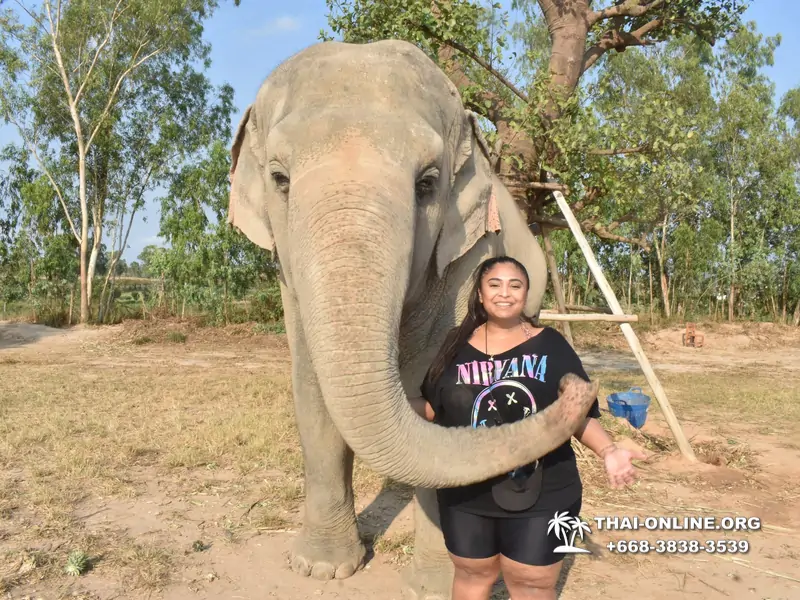 Заповедник слонов Elephant Jungle Sanctuary тур в Паттайе по цене выгоднее Klook Travel и Seven Countries - фото 22